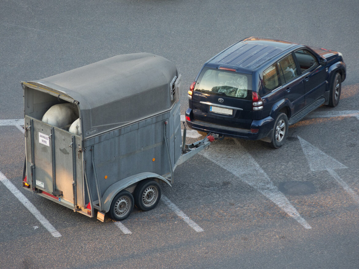 Que hace falta para transportar caballos